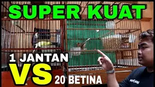 SUPER JACKPOT...!!! Ternak Kenari Impor 1 Jantan VS 20 Betina