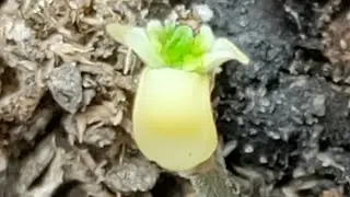 #copycat #genetics #it's #alive / #sponsored by #bloom_plus and #nukeheads