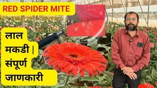 RED SPIDER MITE | लाल मकडी | जरबेरा खेती की समस्या | Gerbera Framing