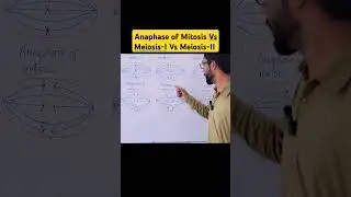 &ldquo;Anaphase Explained: Mitosis vs Meiosis I & II in 60 Seconds&rdquo; #foryou #fyp #shortvideo #biology
