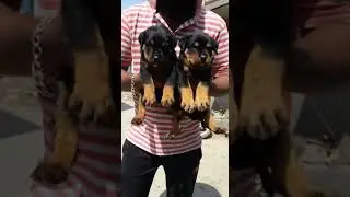 Royal pet shop in nellore 9959513705