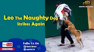 Leo The Naughty Dog Strikes Again