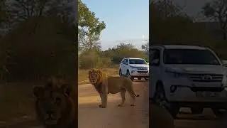 Male Lion marking territory Kruger National Park with @PKSafaris
