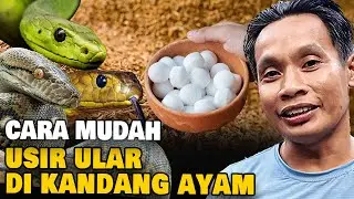 Ada Ular Masuk Kandang? Begini Cara Usirnya !!!