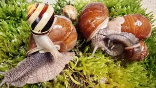 More comfort for snails