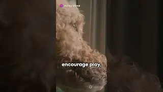 Unconditional Love  How Dogs Comfort Their Sad Owners