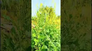 farming video🌱🌱#shorts