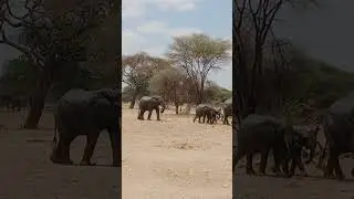 Elephant going to the water