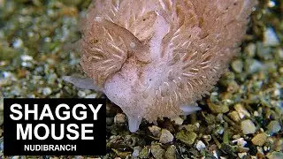 AEOLIDIA PAPILLOSA (Linnaeus, 1761) / Shaggy mouse nudibranch / Grey sea slug / Mossy nudibranch