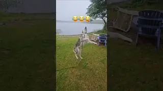 Husky catch attempts are hilarious! #husky #funnyanimal #puppy #funnydog #funnyhusky