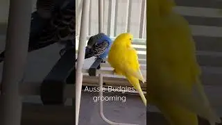 Budgies Grooming | Scottie and Malcolm