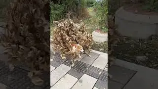 Move. Now. Before I lose my last brain cell :)) #dogvideos #funny #dog #doggielife #fluffydog #cute
