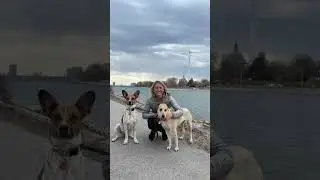 2022 Was a Busy One in Dog Rescue!