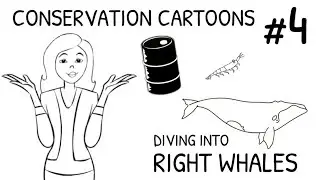 Diving into Right Whales (Conservation Cartoons #4)