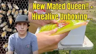 Brand NEW Mated Queen & HiveAlive Surprise Unboxing!
