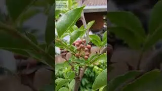 🌳✨ Le POIVRIER du SICHUAN (Zanthoxylum piperitum) ✨🌳 #jardin #nature