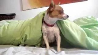 Munchie, my Jackhuahua waking up