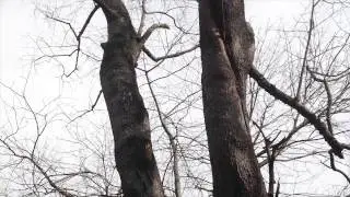 Winter Tree Pruning: The One Minute Arborist