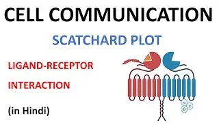 Scatchard Plot - Ligand Receptor Interaction (Hindi)