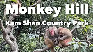 Monkey Hill: Kam Shan Country Park - Golden Hill, Kowloon, Hong Kong