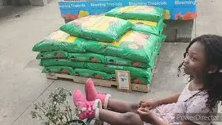 $25 Fruit trees at Costco and a walk through Lowe's garden section!
