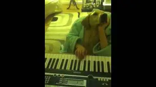 Meet Rex the piano playing dog