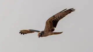 Pallid harrier