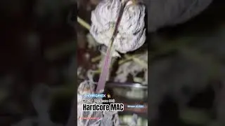 Hardcore MAC - Dry Trimming a 4 week cure.   Hardcore OG = (Big Bud &times; DJ Short Blueberry) &times; MAC1