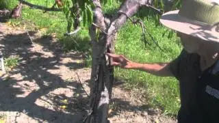 How to distinguish Phytophthora root rot from bacterial canker