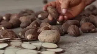 Machalilla National Park Research Video