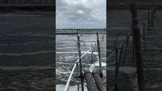 ￼  Vanami shrimp high density aquaculture
