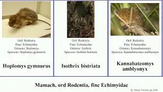 Mamach, ord Rodentia, fine Echimyidae mammal hispidus spinosus Boromys Diplomys Cherokee Hoplomys