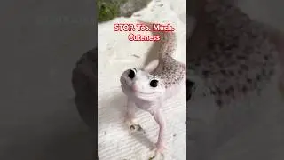 When the Gecko Is Cuter Than Your Dog #gecko #cute #shortsvideo #crocodile #petgecko