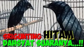 Burung Srigunting Hitam Gacor Suaranya Unik Variasi || Burung Saeran Jawa Barat