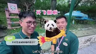 揭秘長隆熊貓村熊貓飼養員白班的工作內容，和你想象中的是否有所不同呢#babypanda #panda #大熊貓飼養員 #大熊貓 #廣州長隆野生動物世界