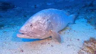 SSI Decompression Diving course with Isurus @ Isla del Toro, Mallorca 07/05/23