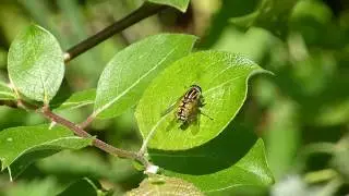 Hoverfly - Helophilus pendulus - Randasveifur - Bl&oacute;mflugur - Skord&yacute;r - Flugur