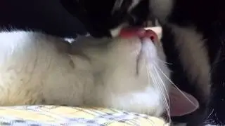Cats grooming each other peaceful enough!