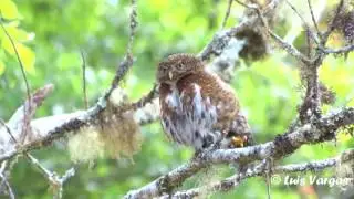 Glaucidium costaricanum