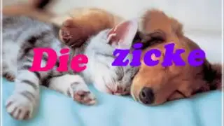 Die Zicke mix,voll 30min