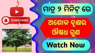 Ashoka leaves benefits|ଅଶୋକ ବୃକ୍ଷର ଔଷଧ ଗୁଣ #ayurvedictips #Wellnesspractices