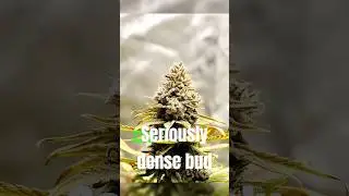 Fuel & Frost: This Strain Finishes in 56&ndash;62 Days ⛽🍇❄️