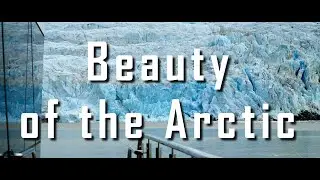 Beauty of the Arctic | Relaxing video of Svalbard wildlife and scenic landscapes in 4K