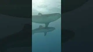 TIGER SHARK SOCIAL BEHAVIOR - Parallel Swimming #shark #shorts
