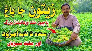 guava groves and villagers distributing free vegetables