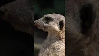 Cute Curious Meerkat Looking Around