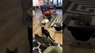 bringing a cat to a cat cafe