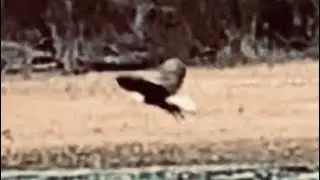 &ldquo;Native Artifacts, Fishing Lures & A Bald Eagle, Arrowhead Hunting North Georgia&rdquo;🦅