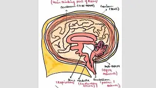 Class-10- Biology- Control and Coordination- Structure and Functions of Brain 🧠