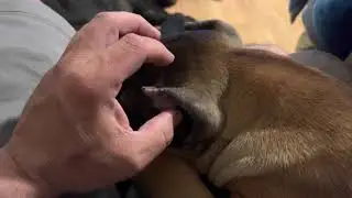 How to rub cropped ears, Cane Corso